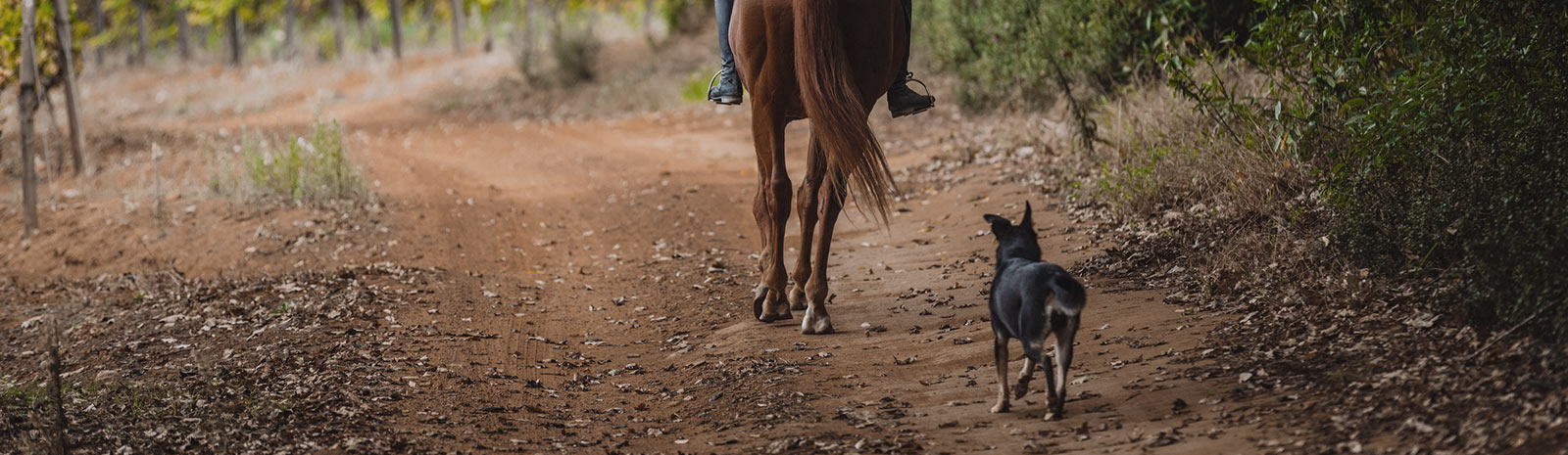 Dog chasing a horse