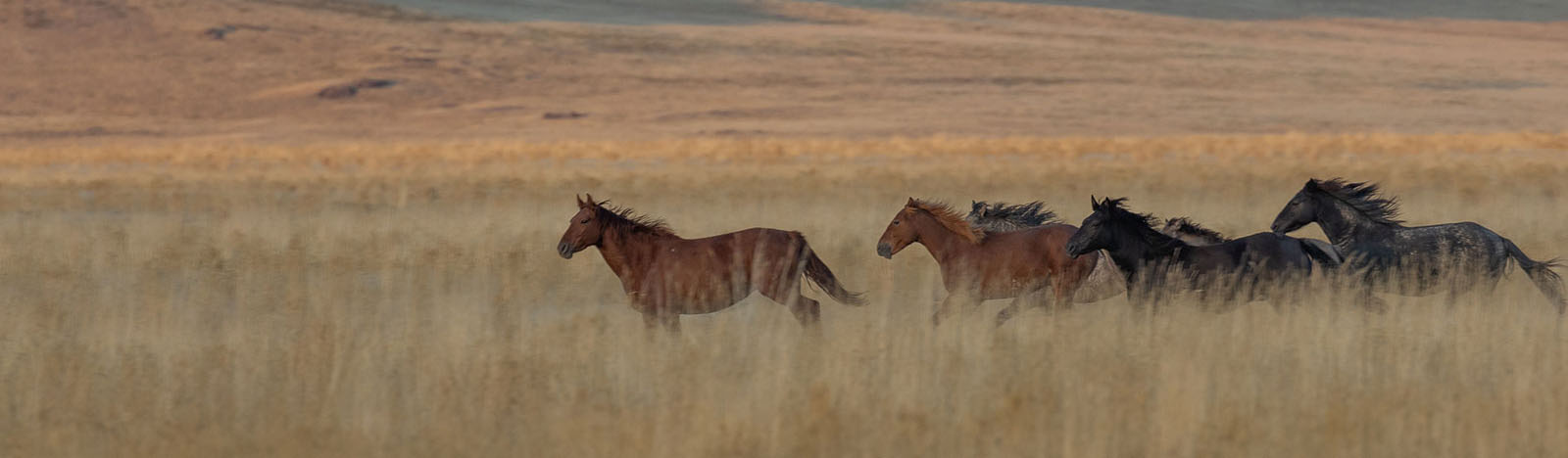 Horses running in field