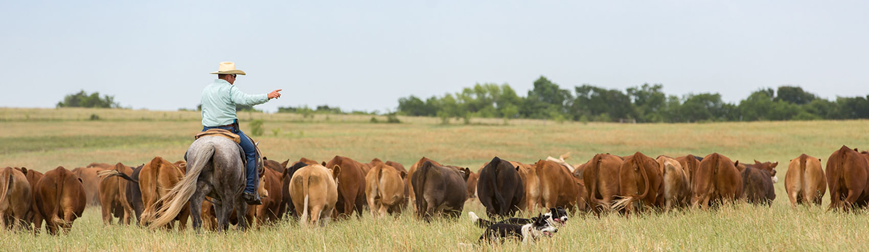 Rancher working cattle with dogs