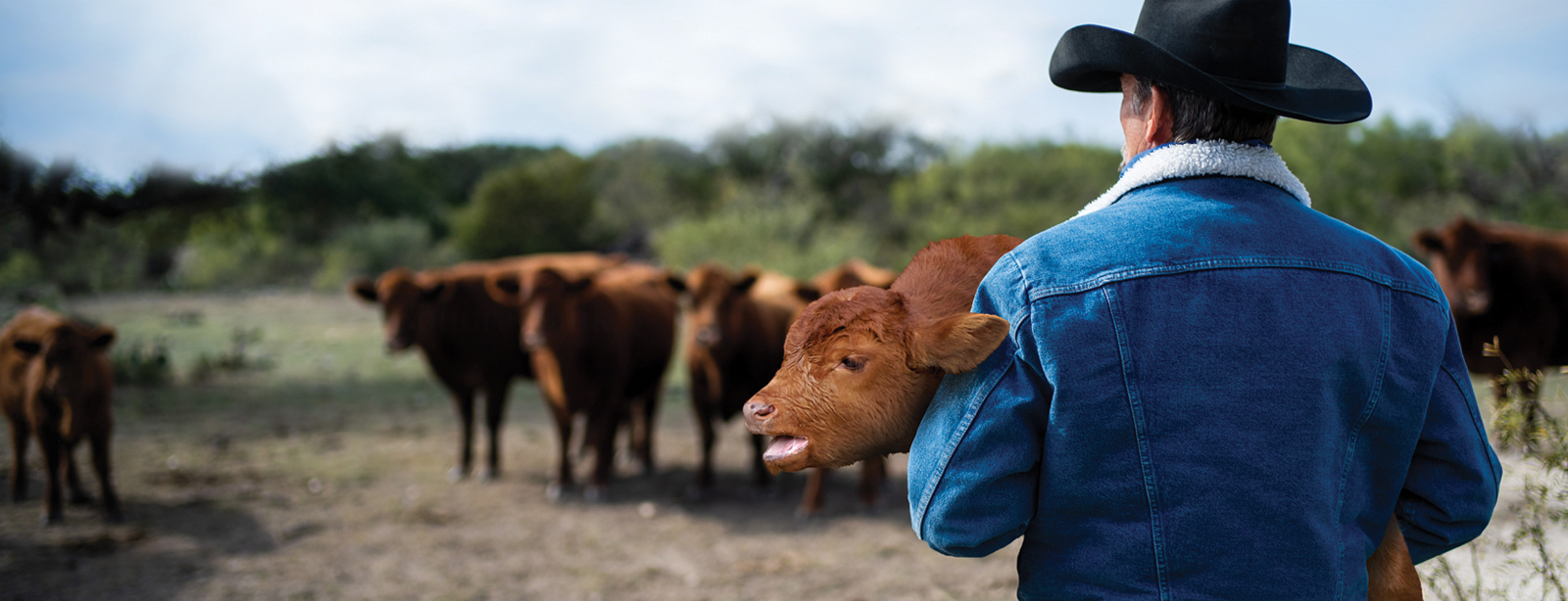 Cowboy holding calf