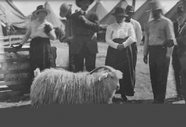 Old photo of people looking at a sheep in Sonora