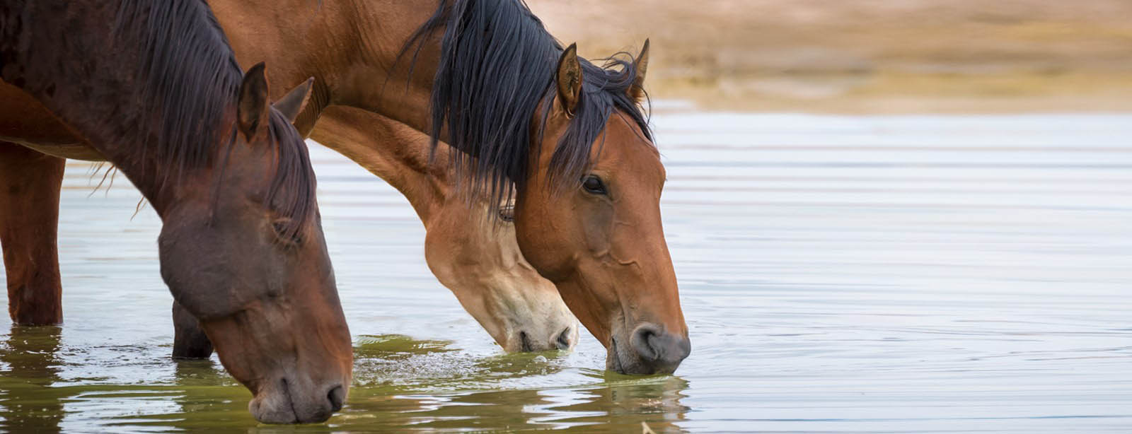 horses drinking from water
